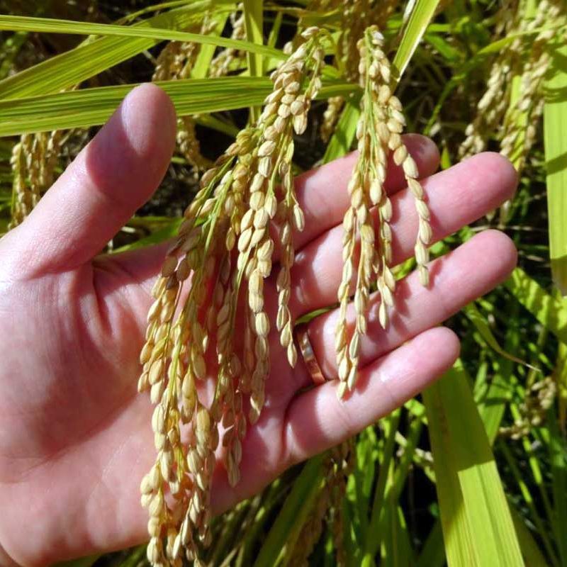 収穫間近の稲穂